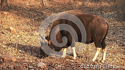 Sunny morning shot of a gaur grazing at tadoba in india Stock Photo