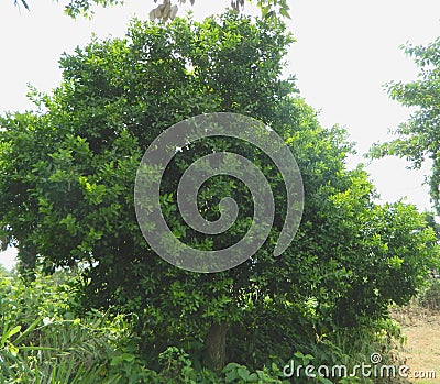 Sunny Outdoor Photo. Evergreen Tree. Stock Photo