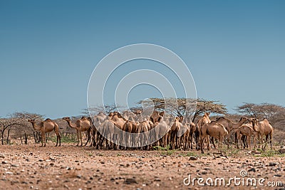 A sunny shot of a herd of camels under a cloudless blue sky, bel Stock Photo