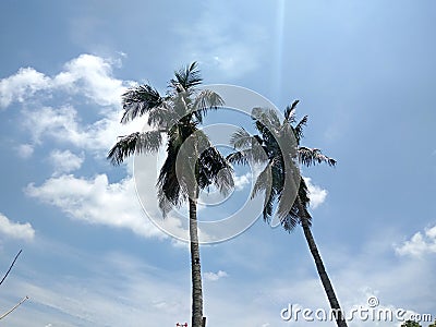 Sunny sky with coconut tree Stock Photo