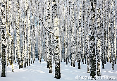 Sunny snowy winter birch grove Stock Photo