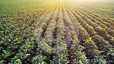 Sunny soya plantation Stock Photo