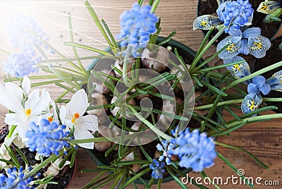 Sunny Spring Flowers, Crocus And Grape Hyacinth Stock Photo