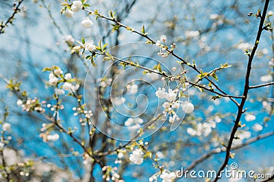 Sunny spring nature with spring flowers Stock Photo