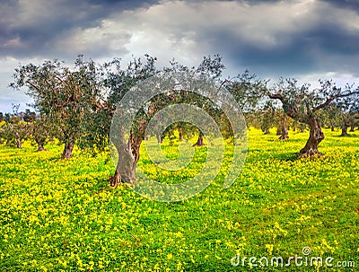 Sunny spring scene in the tangerine garden Stock Photo