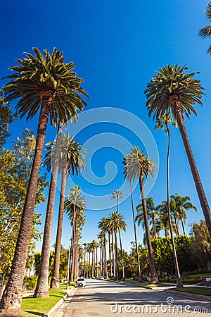 Sunny street of Beverly hills with palms Stock Photo