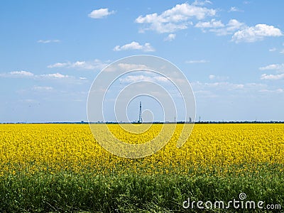 On a sunny summer day field Stock Photo