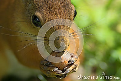 A sunny summer day. A young squirrel nibbles a nut. Green blurred background Stock Photo