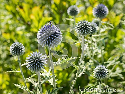 Sunny Summer Garden with Purple Globe Thistles Stock Photo