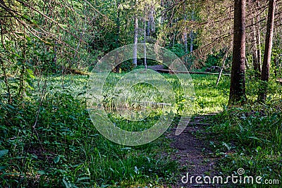sunny summer hiking trail footpath in the woods for tourists Stock Photo