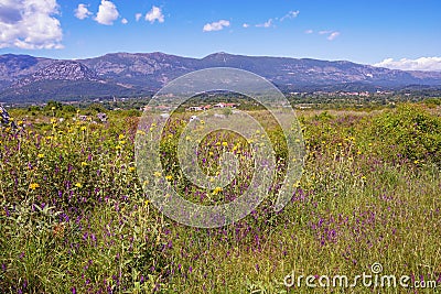 Sunny summer landscape. Montenegro, Ulcinj. Meadow with wildflowers near Old Town Shas Stock Photo