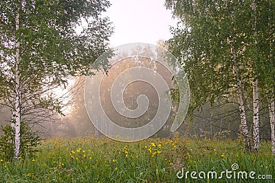 The clearing in the birch wood in the morning. Stock Photo