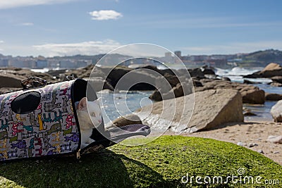 A white cat sits inside a backpack, a carrier for a cat on the ocean in sunny summer weather. Stock Photo
