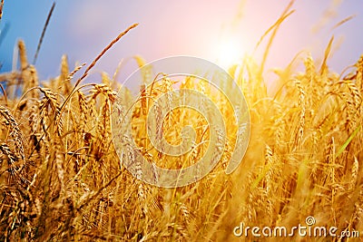 Sunny wheat field close-up Stock Photo