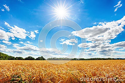 Sunny wheat field Stock Photo