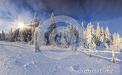 Sunny winter landscape Stock Photo