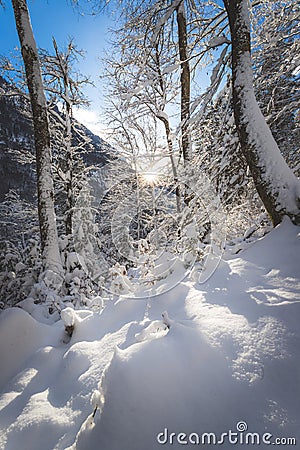 Sunny winter landscape in the nature: Snowy trees, wilderness Stock Photo