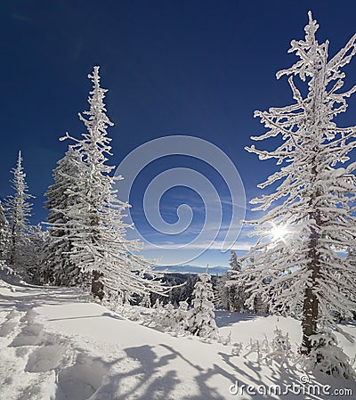 Sunny winter morning in mountain forest Stock Photo