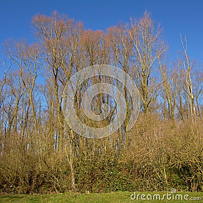 Sunny winter wilderness with bare trees and shrubs in Durmmeersen nature reserve, Ghent Stock Photo