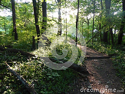 Sunny Woods With Trail and Fallen Tree Stock Photo