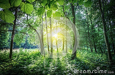 The sunrays breaking through the leaves and crown of the tree. S Stock Photo