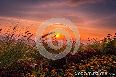 Sunrise above mountain range with wild flowers in the foreground Stock Photo