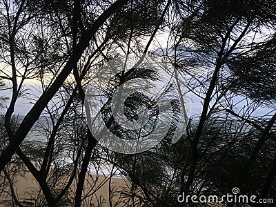 Sunrise above Pacific Ocean Seen through Needles of Casuarina Tree Growing on Beach in Kapaa on Kauai Island, Hawaii. Stock Photo