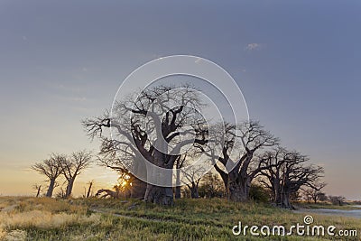 Sunrise at Baines Baobabs Stock Photo