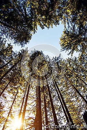 Sunrise in a beautiful forest in Carpathian mountains, Ukraine, Europe. Scenery of nature with sunlight. Beauty of nature concept Stock Photo