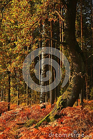 Autumn tree arched among ferns. Stock Photo