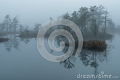 Sunrise in the bog landscape. Misty marsh, lakes nature environment background. Stock Photo