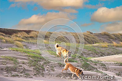 Sunrise coastal landscape with dunes with marram grass and two sheepdogs Stock Photo