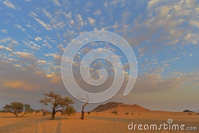 Sunrise color clouds above camel thorn trees Stock Photo