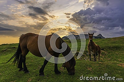 Sunrise in company of two horses. In natural park of Urkiola. Stock Photo