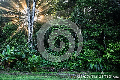 Sunrise in Corcovado National Park Costa Rica Stock Photo