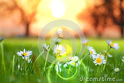 Sunrise and daisies Stock Photo