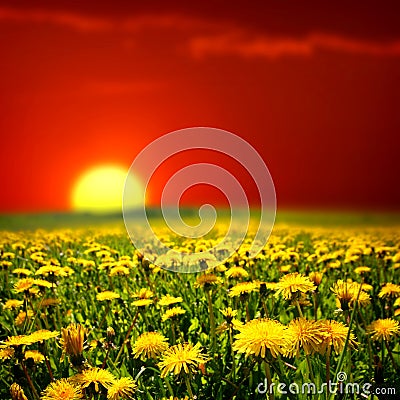 Sunrise on dandelion field Stock Photo