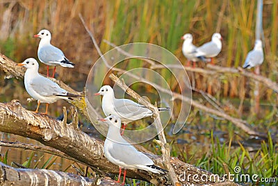 Sunrise on Danube Delta Roamania Stock Photo