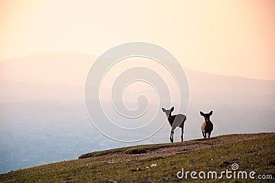 Sunrise deer silhouette on the top of mountain in Nara Stock Photo