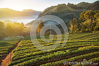 Sunrise in early morning on rows of green terraced strawberry plantation at Ban Nor Lae village Doi Ang khang Chian Stock Photo