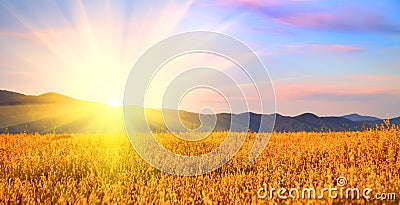 Sunrise in the field Stock Photo