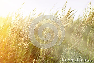 Sunrise in a field of grass Stock Photo