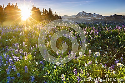 Sunrise with flowers Stock Photo