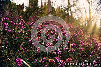 Sunrise flowers pink lila nature forest Stock Photo