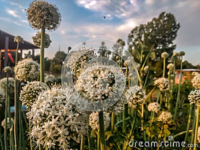 Sunrise flowers wallpaper Stock Photo