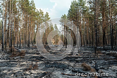 Sunrise Illuminating a Burnt Forest Landscape Highlighting Environmental Concerns and Regrowth Stock Photo