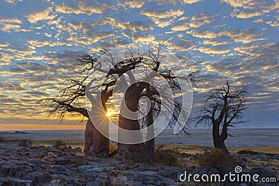 Sunrise at Kubu Island`s baobab`s Stock Photo