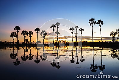 Sunrise landscape with sugar palm trees on the paddy field in morning. Mekong Delta, Chau Doc, An Giang, Vietnam Stock Photo