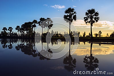 Sunrise landscape with sugar palm trees on the paddy field in morning. Mekong Delta, Chau Doc, An Giang, Vietnam Stock Photo