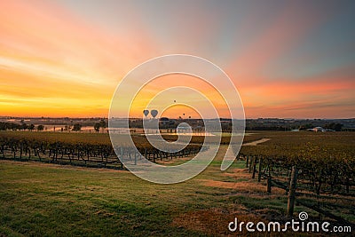 Balloons over vineyards in Pokolbin wine region at sunrise, Hunter Valley, NSW, Australia Stock Photo